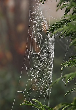 性質(zhì),霧,濕