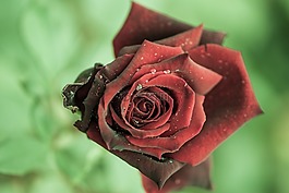 玫瑰,紅色,花