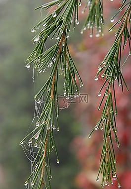性質(zhì),霧,濕