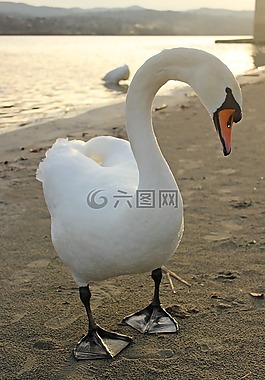 天鵝,鳥,自然