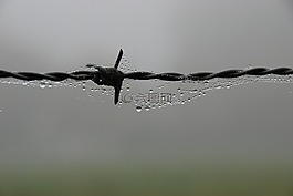 霧,濕,雨