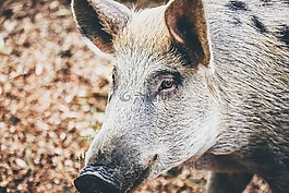 豬,動物,吻