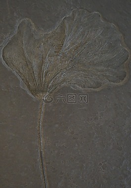 海百合,化石,石化