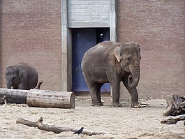 象,動物園,動物