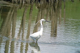 小白鷺,鳥,水