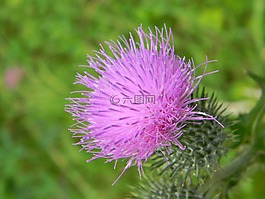 水飛薊,花卉,性質(zhì)