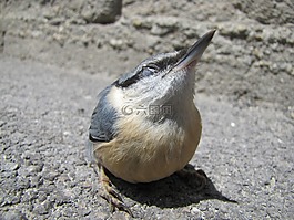 鳥,宏,街