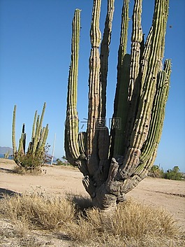 仙人掌,沙漠,植物