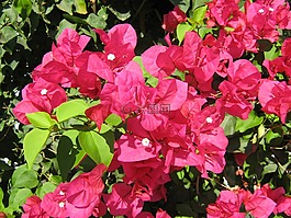 花園里的花,花,粉紅色