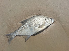 魚,死亡,沙