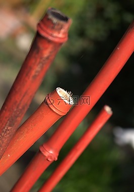 竹,性質(zhì),橙