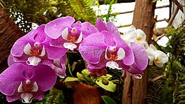 蘭花,花,廠