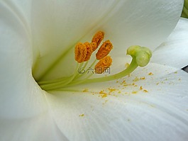 花,雄蕊,百合