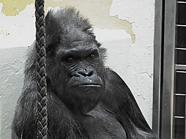 大猩猩,動(dòng)物園,動(dòng)物