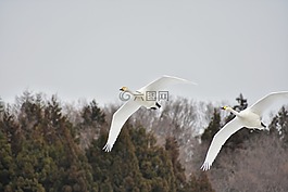 動(dòng)物,天空,木材