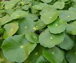 綠色,植物,花園