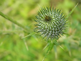 水飛薊,性質(zhì),刺