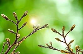 復活節(jié),柳,花