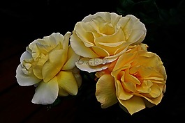 花,玫瑰,花瓣