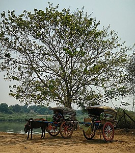 緬甸,馬,購物車