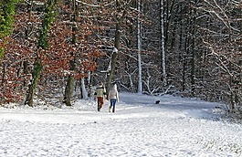 冬天,雪,树木