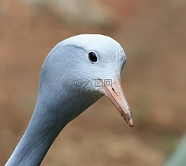 鳥,起重機(jī),藍(lán)色
