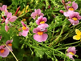 鮮花,開花,廠