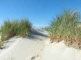 沙丘,北海,海灘