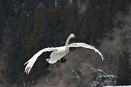 動(dòng)物,木材,鳥