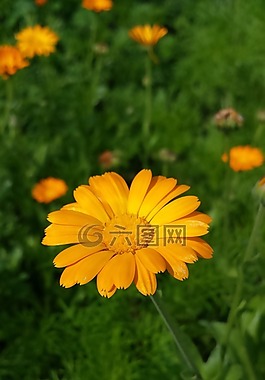 金盞花,鮮花,橙花