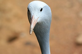 鳥,起重機(jī),藍(lán)色