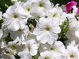 矮牽牛,花的,植物