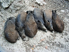 野豬,哺乳動物,動物