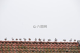 屋頂,鳥,海鷗