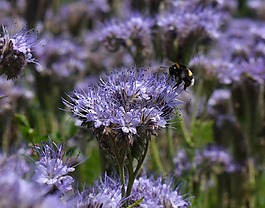 赫梅尔,丛生的花,phacelia tanacetifolia