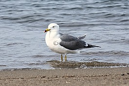 動(dòng)物,海,海灘