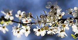 貝爾,開花,白