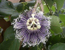 花,紫色花,西番莲