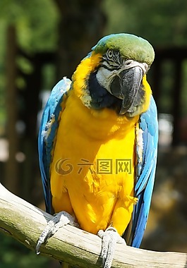 ara,鸚鵡,鳥
