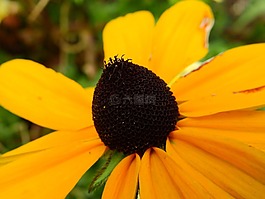 鮮花,開花,廠