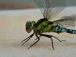 蜻蜓,bug,池塘
