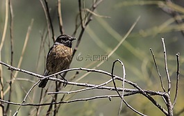鳥,性質,動物