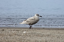 動(dòng)物,海,海灘