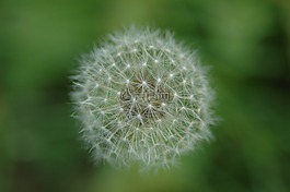 蒲公英,野花,光