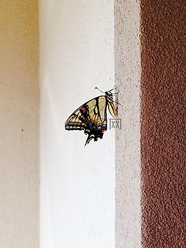 舊世界燕尾蝶,翠鳳蝶 machaon,蝴蝶