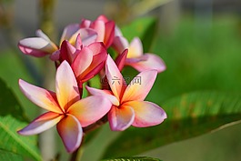 花,色彩,雞蛋花