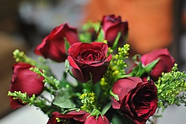 玫瑰,花,紅色