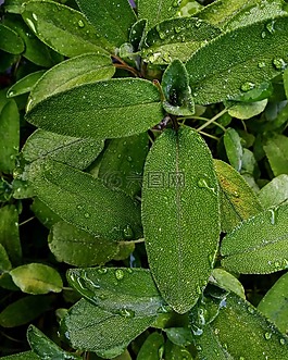 葉子,廠,性質(zhì)