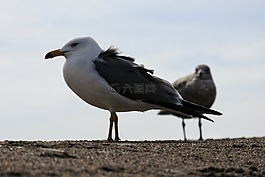 動物,天空,海