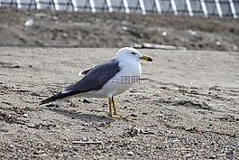 動(dòng)物,海,海灘
